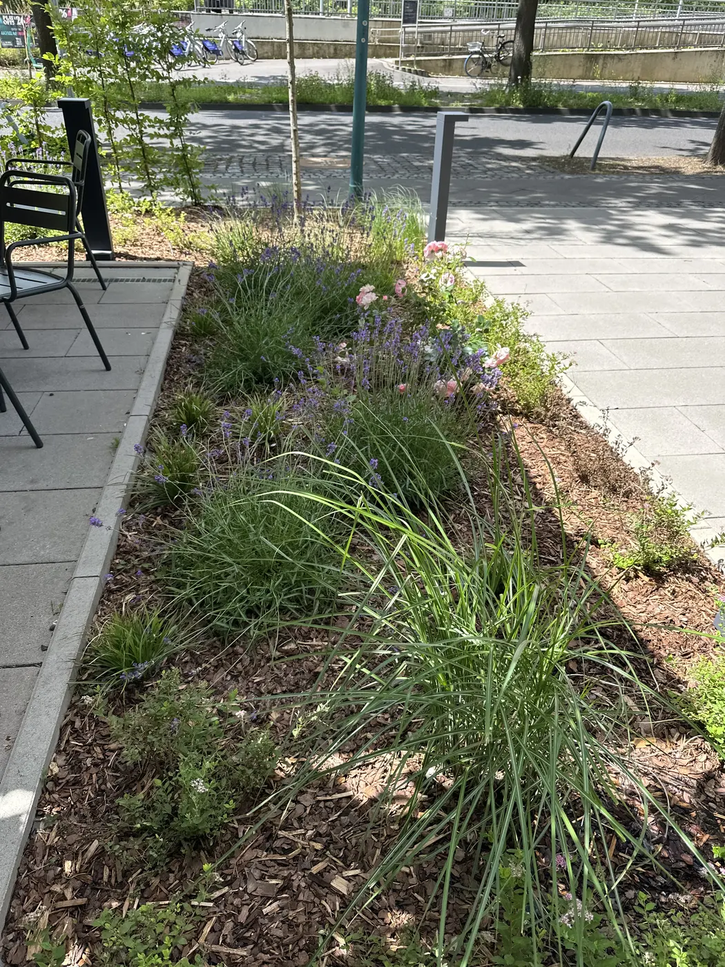 Fertig gestaltete Beetfläche bei L'Osteria Bonn Campus