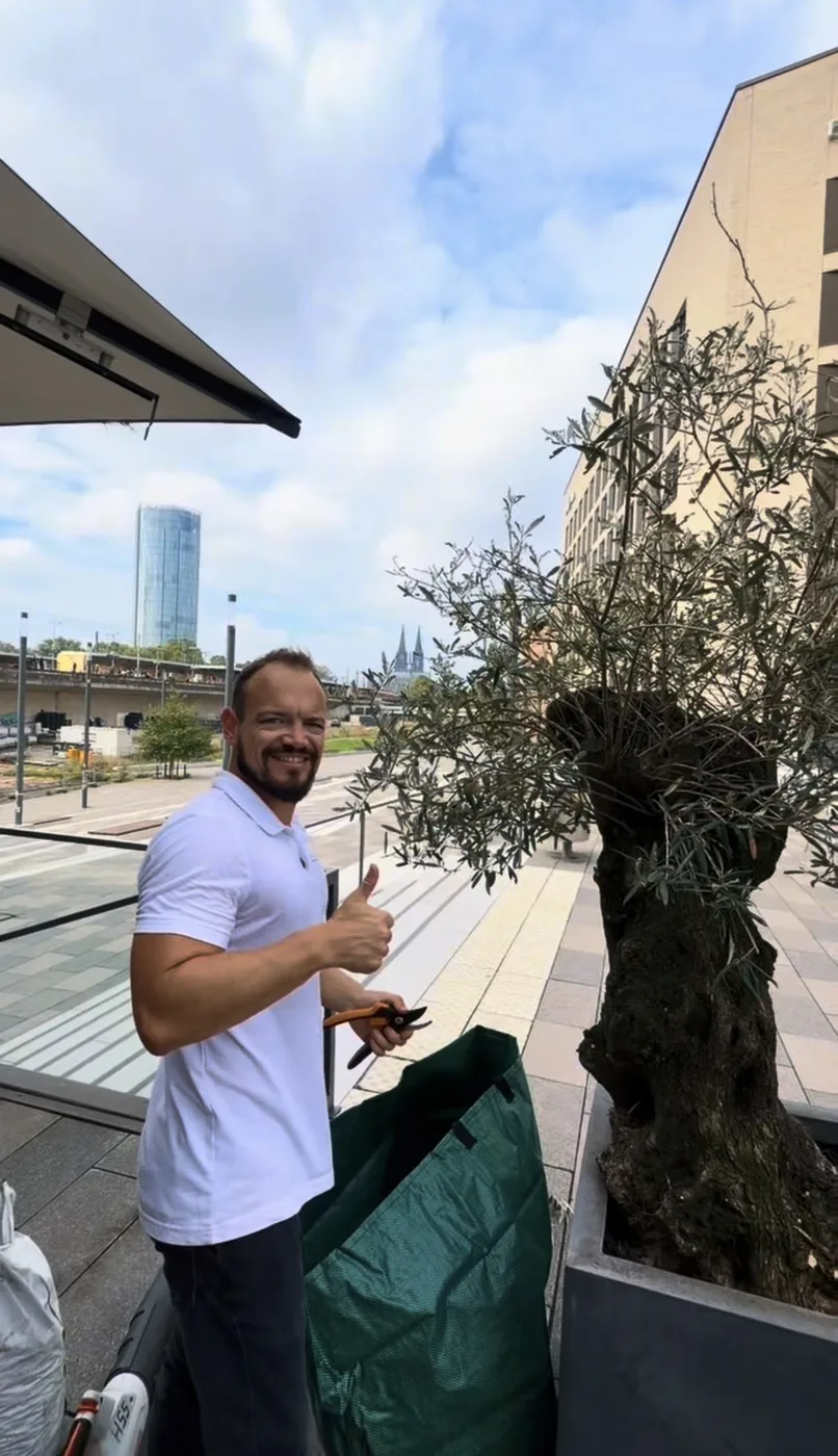 Willi Bonin bei der Pflege eines Olivenbaums auf der Terrasse von THE ASH Köln